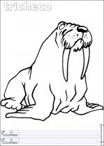 coloriage-morse-1